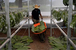 Miguel Garcia pushes a wheelbarrow filled with nopales or prickly pear cacti pads, into his family’s greenhouse, in San Francisco Tepeyacac, east of Mexico City, Thursday, Aug. 24, 2023.