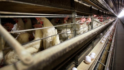 Chickens at Rose Acre Farms near Stuart, Iowa, Nov. 16, 2009.