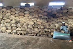 A man sits on a bag of cocoa at the Kadet Agro Allied Investment Ltd. warehouse inside the conservation zone of the Omo Forest Reserve in Nigeria, Monday, Oct. 23, 2023.
