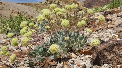 This photo provided by the Center for Biological Diversity shows a Tiehm's buckwheat plant near the site of a proposed lithium mine in Nevada, May 22, 2020.