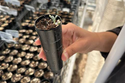 Botanist Florencia Peredo Ovalle holds a sample of Tiehm's buckwheat in her greenhouse in Gardnerville, Nevada, May 21, 2024.