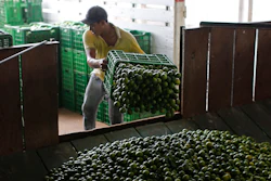 A worker unloads a truck-full of Mexican limes at a citrus packing plant in La Ruana, in the state of Michoacan, Mexico, Nov. 6, 2023.