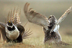 In this May 9, 2008, file photo, male sage grouses fight for the attention of females southwest of Rawlins, Wyo.