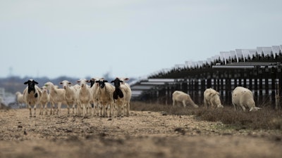 Sheep graze on a solar farm owned by SB Energy, Buckholts, Texas, Dec. 17, 2024.