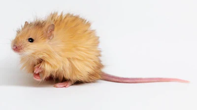 In this Feb 2025 photo provided by Colossal Biosciences are genetically edited mice with long, thick, woolly hair at a lab in Dallas, Texas.