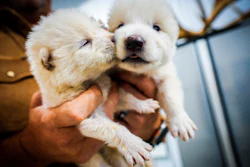 This undated photo provided by Colossal Biosciences shows two pups that were genetically engineered with similarities to the extinct dire wolf.