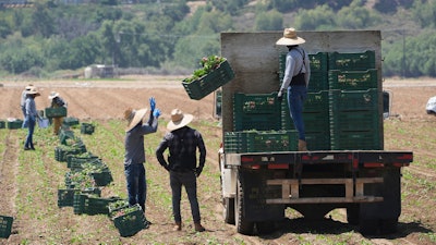 Farm workers gather produce on Thursday, June 12, 2025, in Moorpark, Calif.