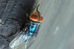 An adult New World screwworm fly at rest in an undated photo.