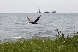 A pelican flies over new marsh grass in front of a state-initiated dredging project near East Grand Terre Island, where the Gulf of Mexico meets Barataria Bay along the Louisiana coast, Aug. 10, 2010.