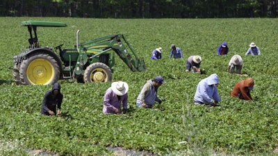 Agricultural workers harvesting a strawberry field.