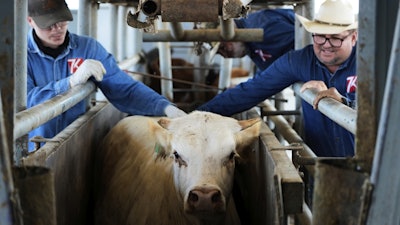Cowboys push a cow out of its spot to a veterinarian inspection at a ranch that exports livestock to the U.S., in Zamora, northern Mexico, Monday, July 28, 2025.