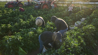 Migrant farmworkers pick a vegetable crop on an early morning in Fresno, Calif., on July 18, 2025.