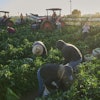 Migrant farmworkers pick a vegetable crop on an early morning in Fresno, Calif., on July 18, 2025.