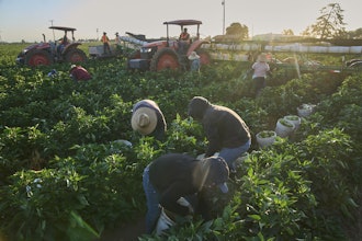 Migrant farmworkers pick a vegetable crop on an early morning in Fresno, Calif., on July 18, 2025.