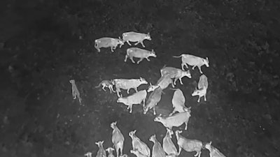 In this image taken from video released by the USDA, Gray wolves halt an attack on a cow at an undisclosed location along the Oregon/California border after a drone emits noises at them as part of efforts by the USDA to monitor predators at night and repel them from livestock by non-lethal means.
