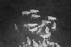 In this image taken from video released by the USDA, Gray wolves halt an attack on a cow at an undisclosed location along the Oregon/California border after a drone emits noises at them as part of efforts by the USDA to monitor predators at night and repel them from livestock by non-lethal means.