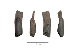 This undated image provided by Katerina Harvati shows various angles of a 430,000 year old wooden tool from Greece.