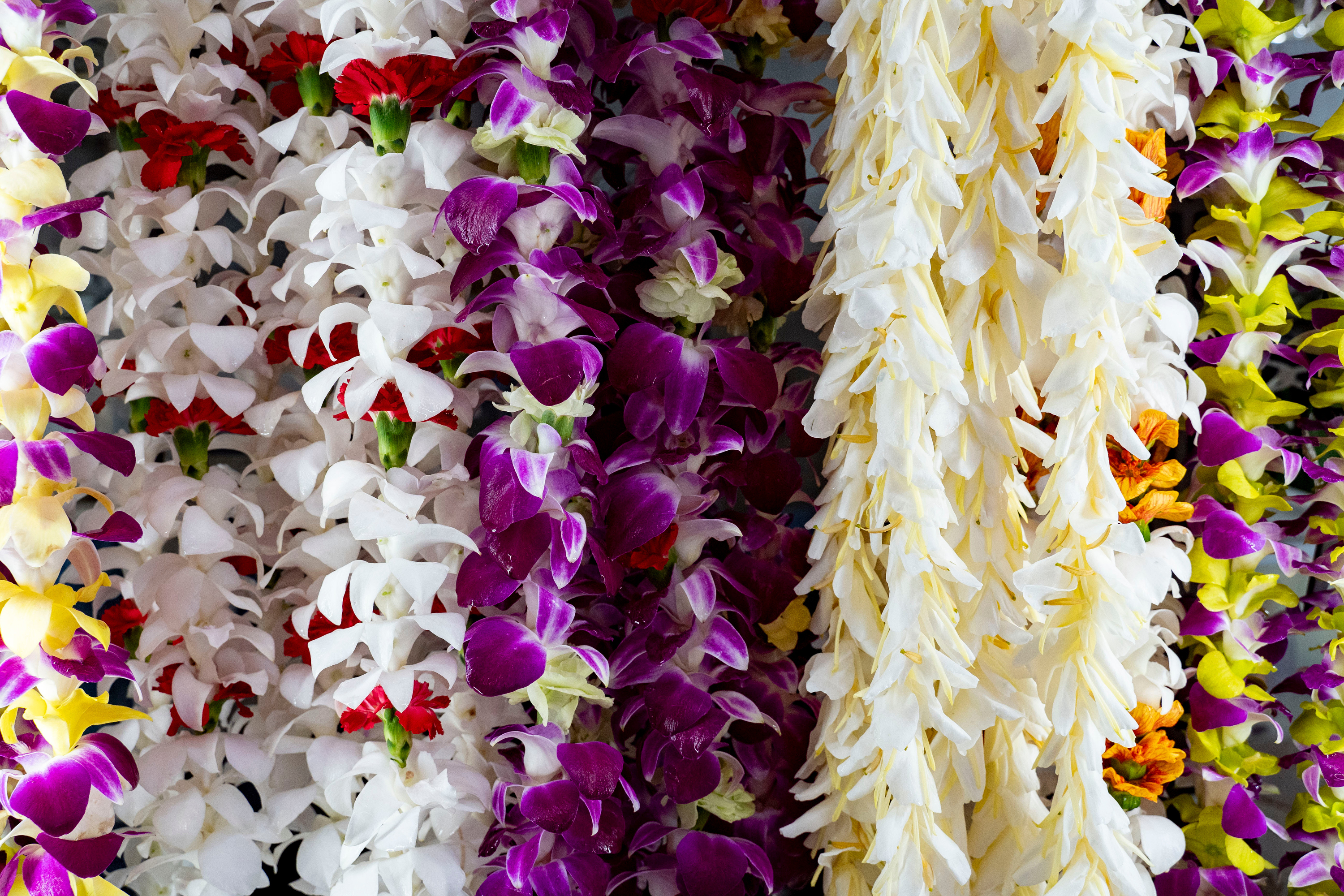Lei hang inside a refrigerator at Cindy's Lei Shop in Chinatown, Thursday, Feb. 26, 2026, in Honolulu.