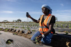 Nogaye Sene checks a plant on her farm in Joal Fadiout, Senegal, Dec. 11, 2025.