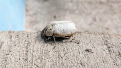 An attempt to mimic the striking white color of Cyphochilus beetles led researchers to a unique discovery.