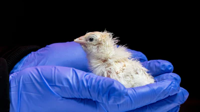 This undated photo provided by Colossal Biosciences shows a chick hatched from an artificial environment.