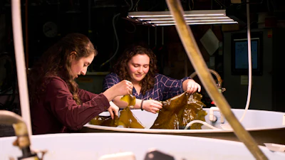 Hadley Kerr, left, and Morgan Anthony hold pieces of tank-grown kelp Friday, March 13, 2026, at the Woods Hole Oceanographic Institution in Woods Hole, Mass.