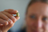 Moesgaard Museum archaeologist Liv Stidsing Reher-Langberg holds a Viking Age glass bead unearthed in Aarhus, Denmark, on June 22, 2026.