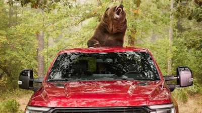 Bear Security 6