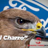 Close-up of a hawk with yellow eye-ring and beak against Ford blue logo background, labeled 'El Charro'