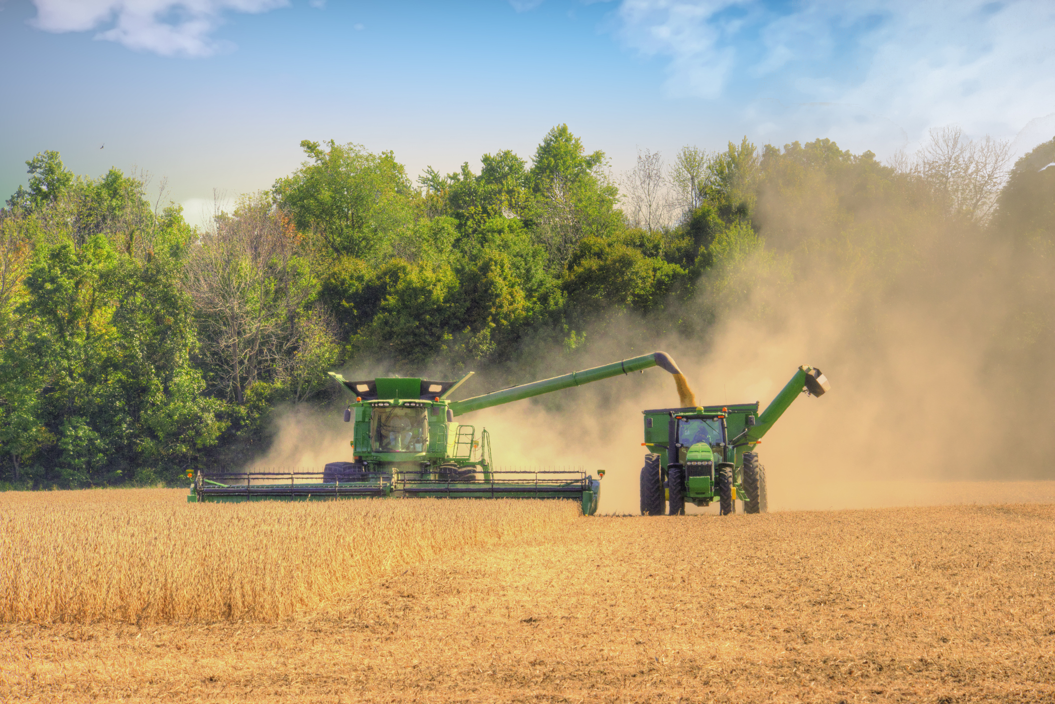 Green combine harvesters and tractors harvesting grain in a dusty field with trees in background