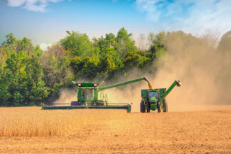 Green combine harvesters and tractors harvesting grain in a dusty field with trees in background